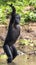 Chimpanzee Bonobo standing on her legs and hand up. at a short distance, close up.