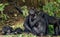 Chimpanzee Bonobos family sits on a grass. The Bonobo ( Pan paniscus)