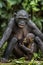 Chimpanzee Bonobos family sits on a grass. The Bonobo ( Pan paniscus)