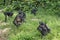 Chimpanzee Bonobos family sits on a grass. The Bonobo ( Pan paniscus)