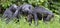 Chimpanzee Bonobos family sits on a grass. The Bonobo ( Pan paniscus)