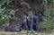 Chimpanzee Bonobos family sits on a grass. The Bonobo ( Pan paniscus)