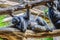 Chimpanzee, chim monkey is sleeping in Loro Parque, Tenerife, Canary Islands