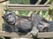 A chimpanzee or chimp is lying on the back and relaxing