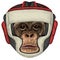 Chimpanzee, chimp portrait. Monkey face. Ape head. Boxing helmet.