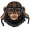 Chimpanzee, chimp portrait. Monkey face. Ape head. Motorcycle helmet.