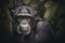 Chimpanzee close-up. Generative AI