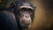 Chimpanzee close-up portrait on a blurred background.
