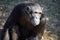 A Chimpanzee in the conservancy