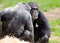 Chimpanzee Conversation