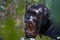 Chimpanzee displaying teeth