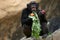 Chimpanzee eating an apple