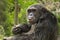 Chimpanzee eating chicken