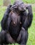 Chimpanzee Eating food on Sunny Day