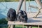 Chimpanzee eating food on a wooden platform