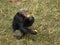 Chimpanzee eating on grassy ground