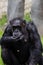 Chimpanzee Eats a Corn on Sunny Day