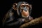 Chimpanzee Face Close-Up