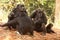 Chimpanzee Family