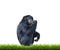 Chimpanzee with green grass isolated