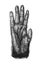 The chimpanzee hand in the old book The Human, by K. Fogt, 1866, St. Petersburg