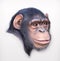 Chimpanzee head illustration