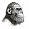 Chimpanzee Head Illustration: Pen And Ink Sketch In The Style Of Arthur Sarnoff