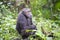 Chimpanzee in jungle of Uganda, Africa. Chimp in African rainforest of Kibale National Park, Uganda