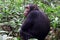 Chimpanzee, Kibale Forest, Uganda