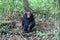 Chimpanzee, Kibale Forest, Uganda