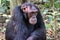 Chimpanzee, Kibale Forest, Uganda