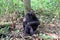 Chimpanzee, Kibale Forest, Uganda