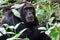 Chimpanzee, Kibale Forest, Uganda