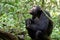 Chimpanzee, Kibale National Park, Uganda