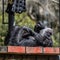 Chimpanzee lays down in the afternoon sun at the San Francisco Zoo