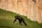Chimpanzee in Lisbon Zoo