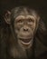 Chimpanzee looking at the camera. Close up face