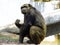 Chimpanzee looking at infinity