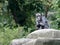 Chimpanzee looks like a model, sitting on a rock and staring at