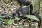 Chimpanzee lounging on ground, Kibale National Park, Uganda