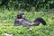 Chimpanzee lying and relax on grass