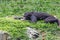 Chimpanzee lying and relax on green grass