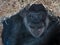 Chimpanzee lying in straw: face close up