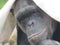 Chimpanzee lying under blanket with straw on wooden platform and white blanket posing for the camera