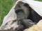 Chimpanzee lying under blanket with straw on wooden platform and white blanket posing for the camera