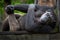 Chimpanzee males lying on the timber.