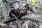 Chimpanzee on mangrove branches. Republic of the Congo. Conkouati-Douli Reserve.