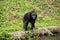 Chimpanzee mokey sit on stump tree with grass