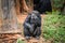 Chimpanzee mokey sit on stump tree with grass