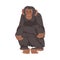 Chimpanzee Monkey as Great Ape Specie Native to Tropical Africa Vector Illustration